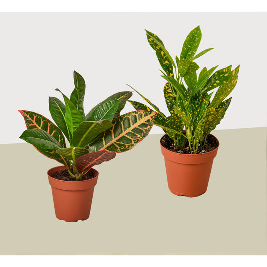 Croton Variety 2 Pack / 4" Pot / Live Plant / House Plant