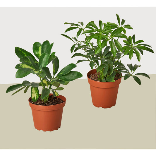 Different Schefflera Plants Variety 2 Pack- Live House Plant - FREE Care Guide